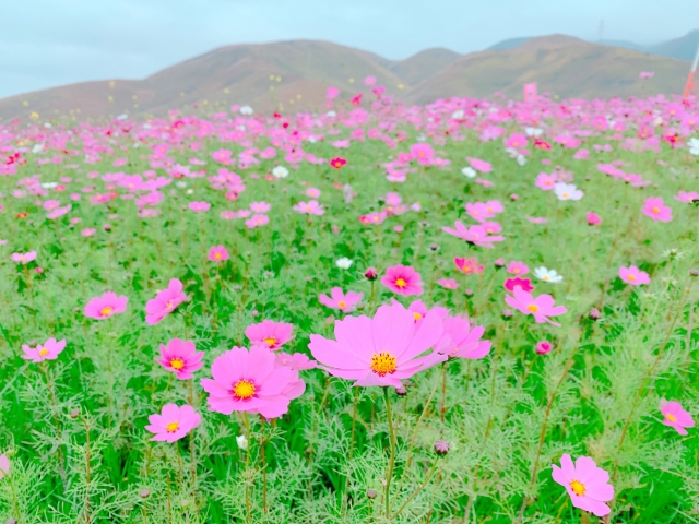 障害年金の申請は初診日から１年６ヵ月過ぎてもできる？